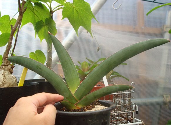 راهنمای نگهداری و پرورش گیاهان آپارتمانی - سانسیویریا ارنبرگی